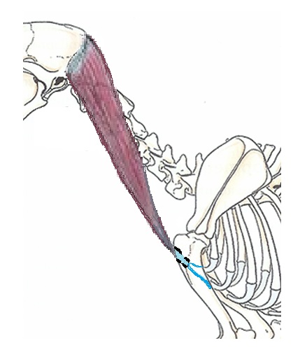 Sternocephalicus