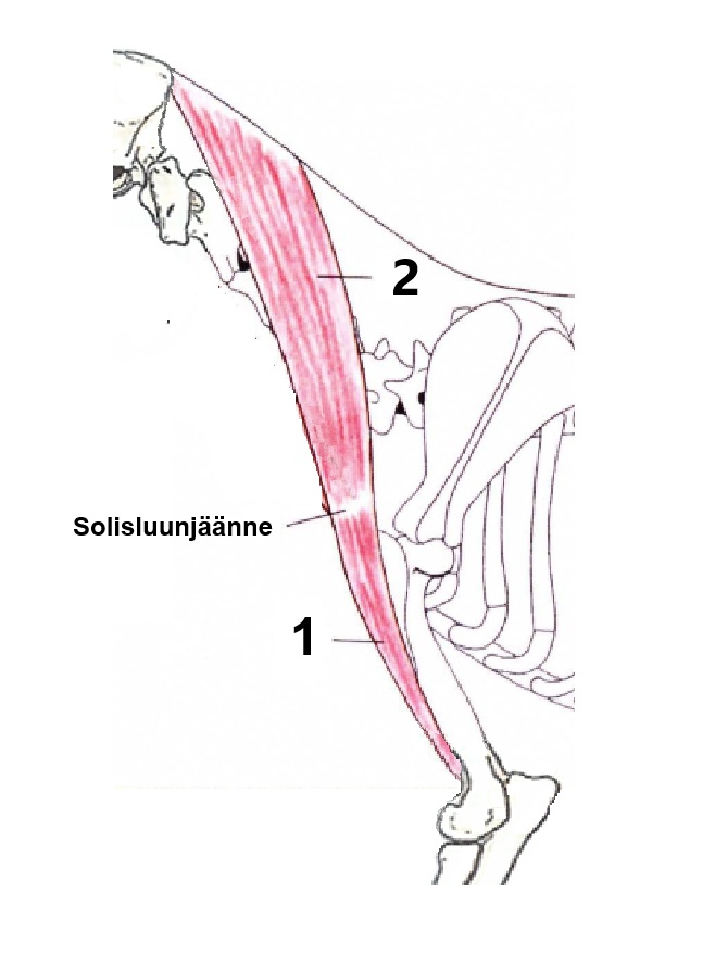 Brachiocephalicus