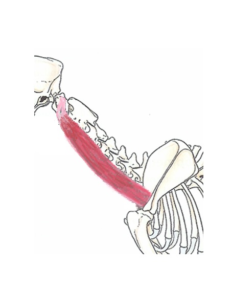 Omotransversarius