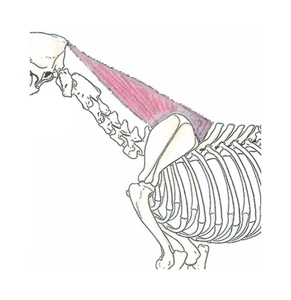 Rhomboideus