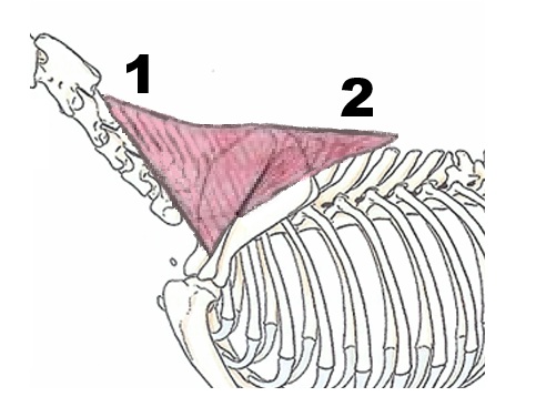 Trapezius