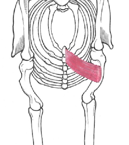 Pectoralis Superficialis