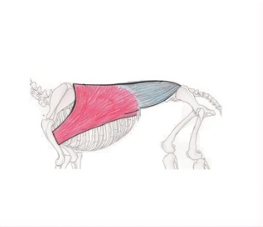 Latissimus Dorsi
