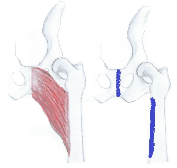 Iso lähentäjälihas