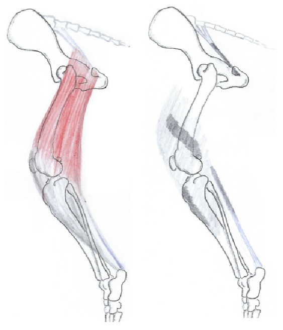 Kaksipäinen reisilihas