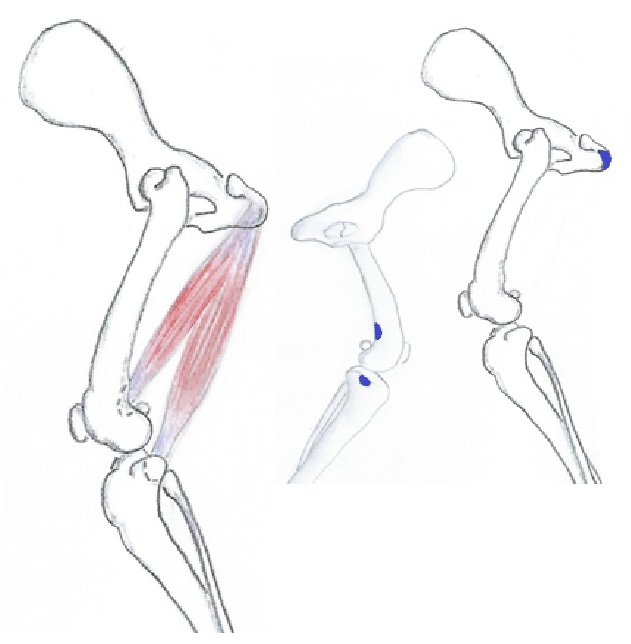 Puolikalvoinen lihas