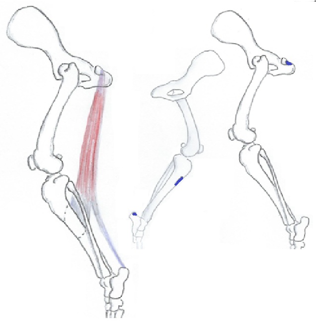 Puolijänteinen lihas
