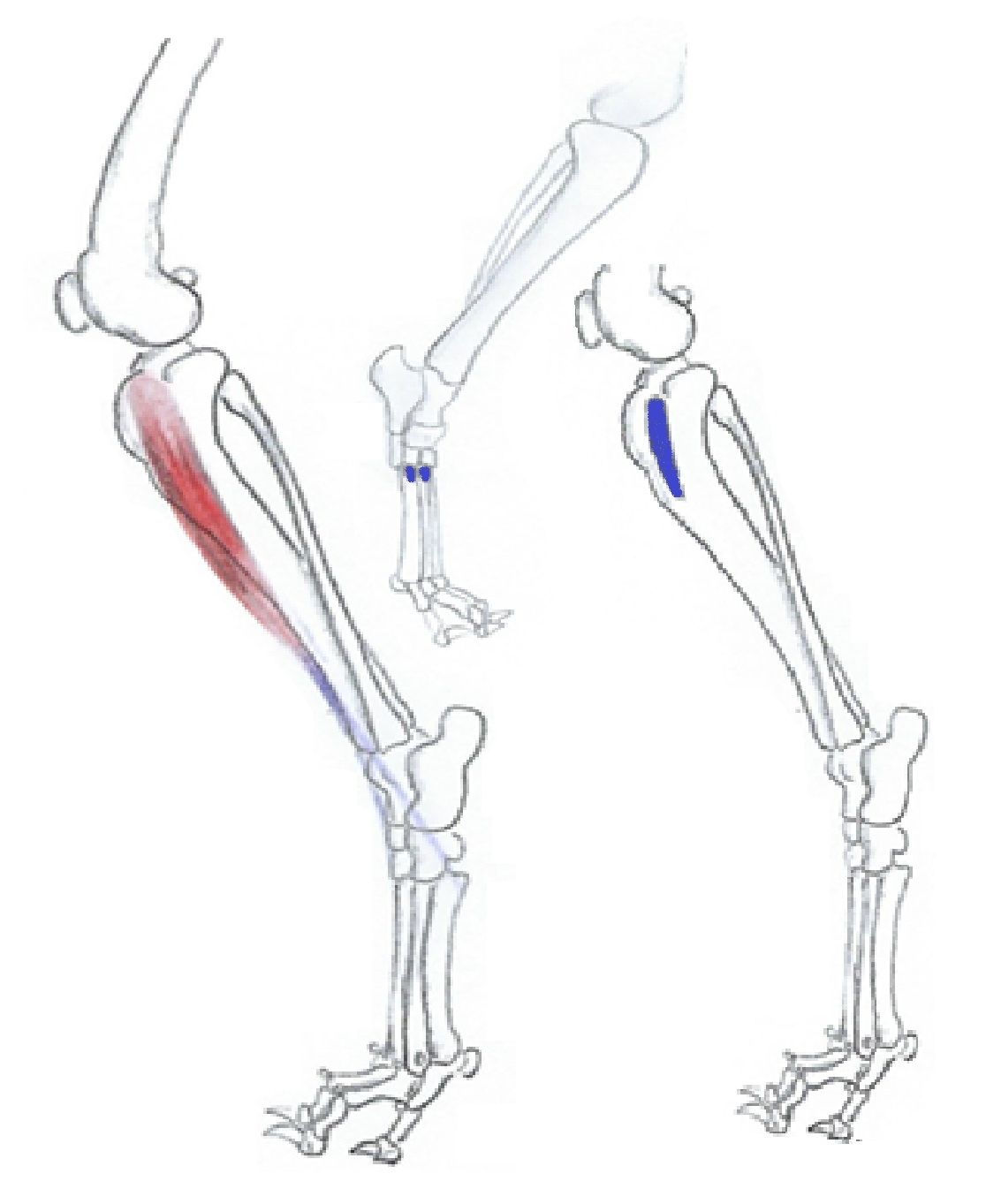 Etummainen säärilihas