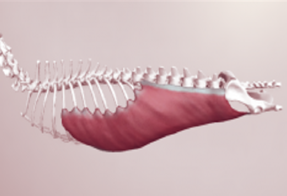 Obliquus Externus Abdominis