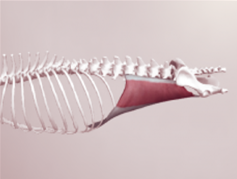 Obliquus Internus Abdominis