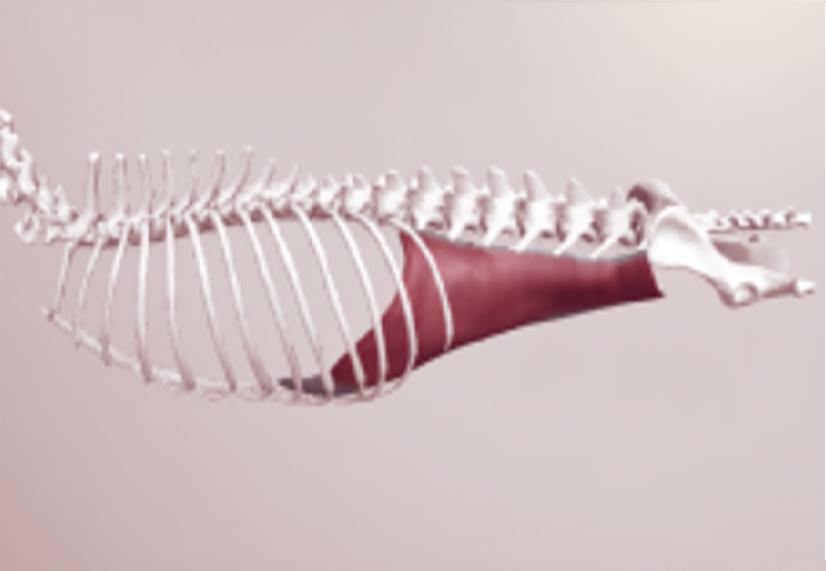 Transversus Abdominis