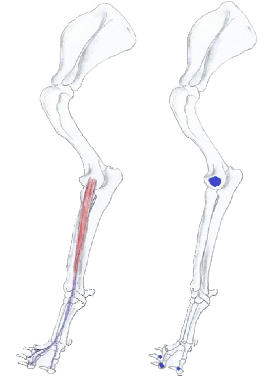 Extensor digitorum communis