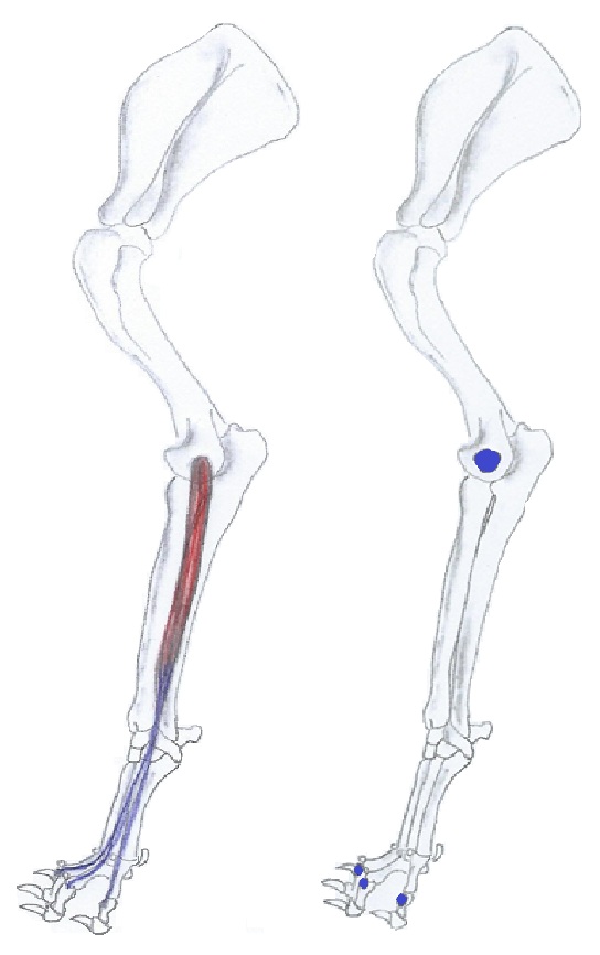 Extensor digitorum lateralis