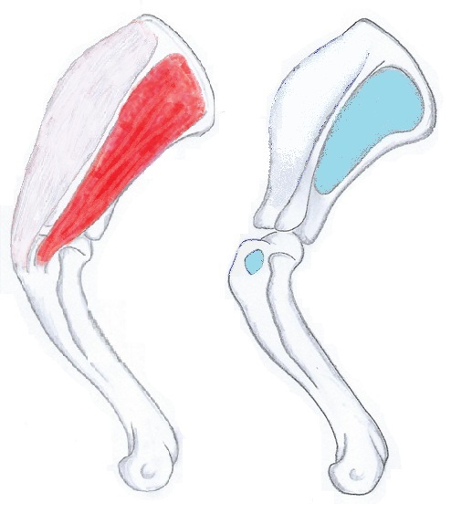 Infraspinatus