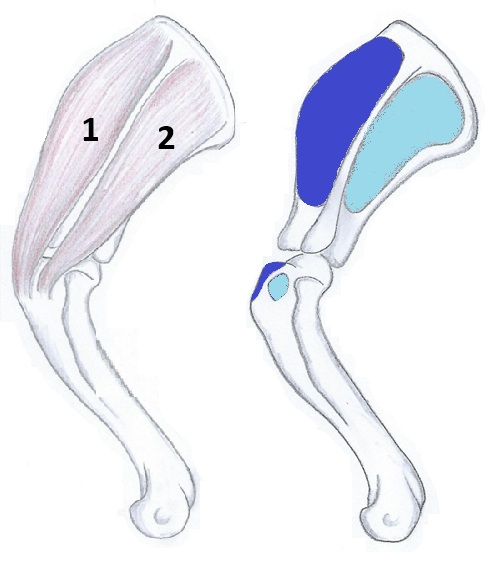 Supraspinatus