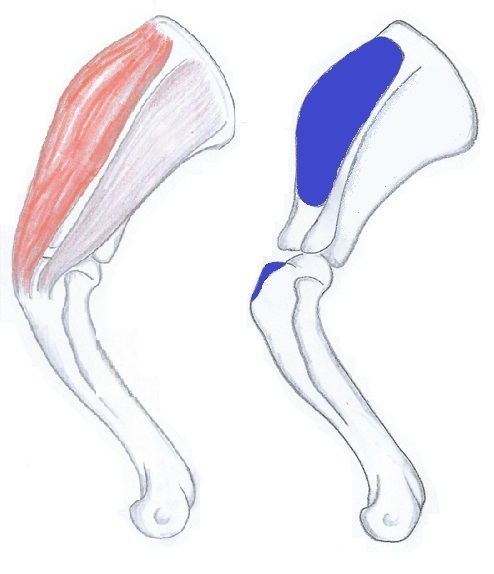 Supraspinatus
