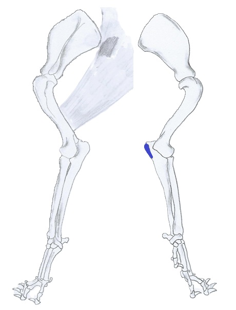 Tensor fasciae antebrachii