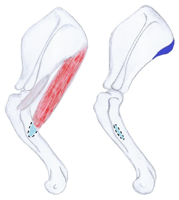 Teres Major