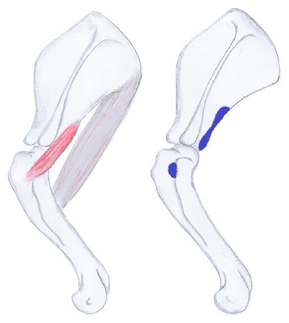 Teres Minor
