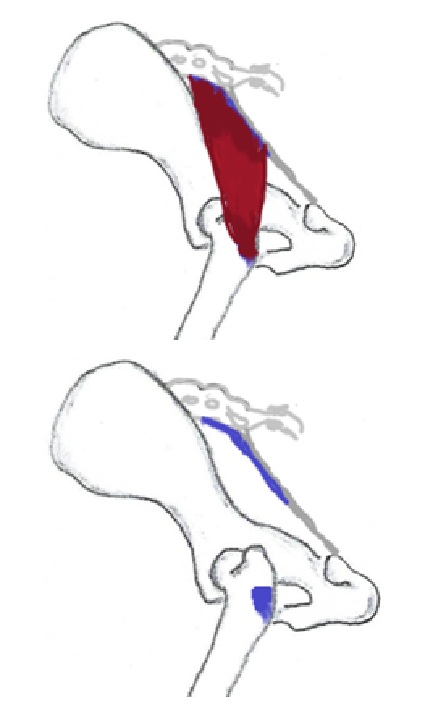 Pinnallinen pakaralihas
