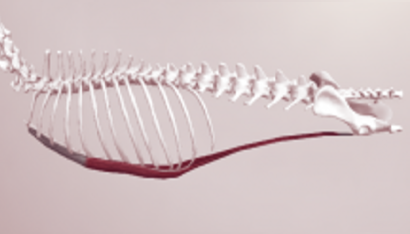 Rectus Abdominis